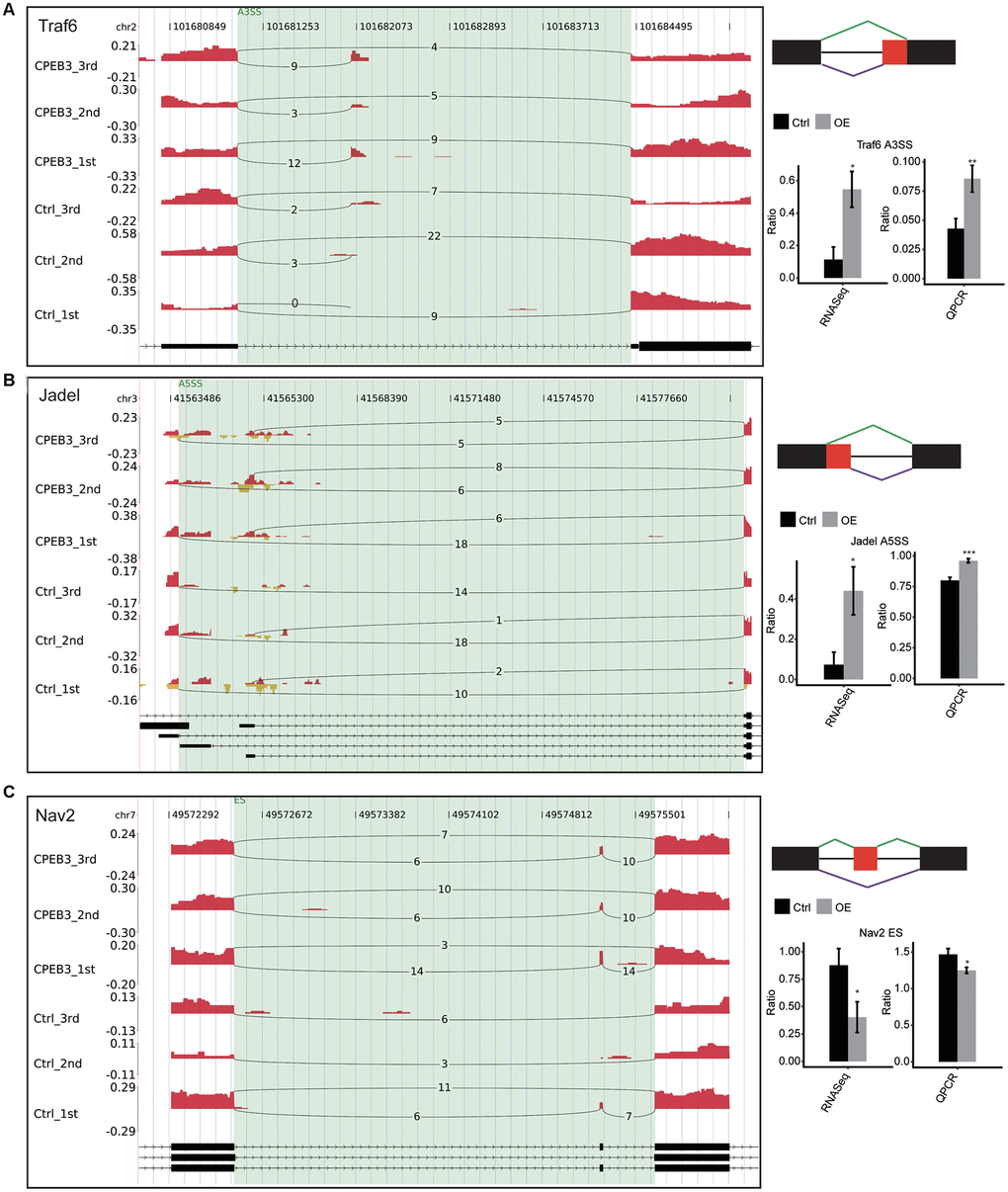 Validation of CPEB3 regulated AS events. (A–C) IGV-sashimi plot showed an alternative 3’ splicing sites (A), an exon skipping (B), and a cassette exon (C) events in three different genes. Reads variations on the alternative exon were plotted in the left panel with the transcripts shown below. The schematic diagrams depict the structures of ASEs, AS1 (purple line), and AS2 (green line). The constitutive exon sequences are denoted by black boxes, intron sequences by a horizontal line (right panel, top), while alternative exon by the red box. RNA-seq quantification and RT-qPCR validation of ASEs are shown at the bottom of the right panel. Error bars represent mean ± SEM. *p 
