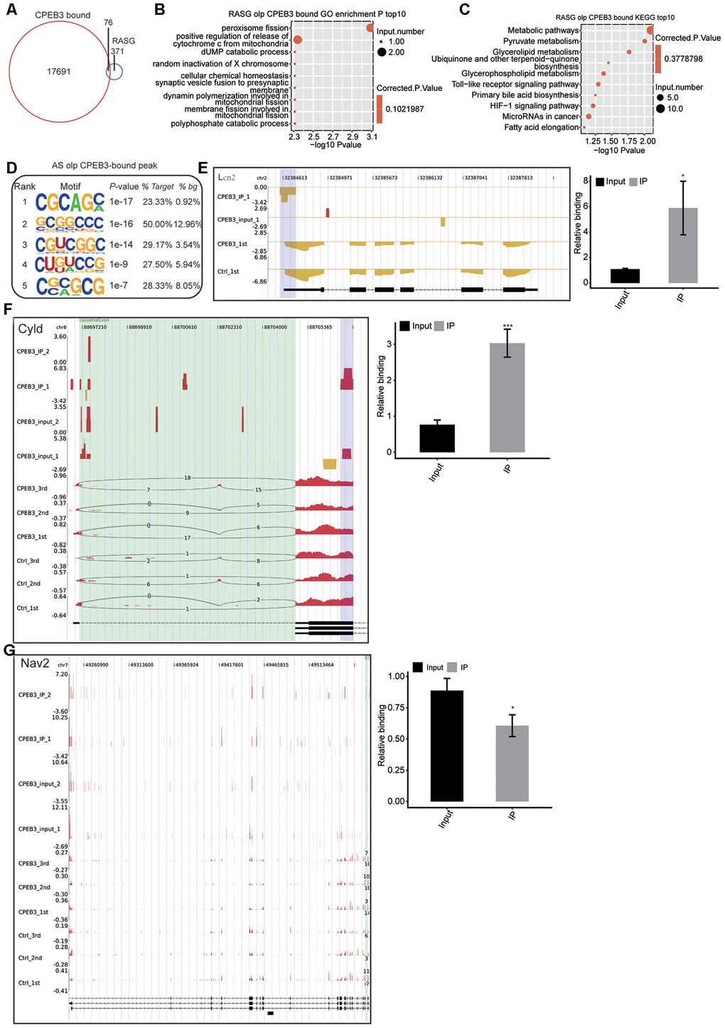 Integrated analysis of CPEB3-bound genes and the regulated alternative splicing events (RASE) in response to CPEB3 overexpression. (A) The overlap of CPEB3-bound peaks with CPEB3-regulated alternative splicing events. (B)Top 10 GO biological process in which the overlapped genes in A were enriched. (C) Top 10 KEGG pathways in which the overlapped genes in A were enriched. (D) The CG motifs over-represented in CPEB3 peaks overlapped with RASEs. The motifs were searched by running HOMER pipeline. (E–G) The reads density landscape of CPEB3-binding peaks on DEGs and RASEs (left). RIP-qPCR validation of the CPEB3 binding a peak was showed (right). The asterisk (*) indicates *P 