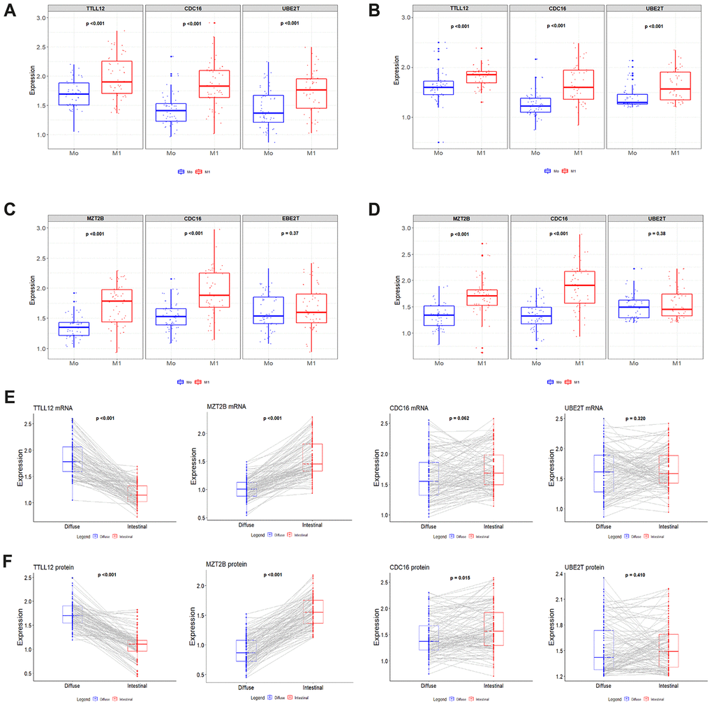 Box plot shows the relationship between the normalized expression of TTLL12, MZT2B, CDC16 and UBE2T with metastatic progression. (A and B) mRNA and protein levels of TTLL12, CDC16 and UBE2T in 103 tissue samples with diffuse-type GC from patients M0 and M1. (C and D) mRNA and protein of MZT2B, CDC16 and UBE2T in 110 tissue samples with intestinal-type GC from patients M0 and M1. The boxes are drawn from the 75th to the 25th percentile. The vertical lines above and below the box define the maximum and minimum values and the dots indicate outliers, the horizontal line inside the box representing the median. (E and F) mRNA and protein of TTLL12, MZT2B, CDC16 and UBE2T in patients with diffuse (n = 103) and intestinal (n = 110) GC that were associated with M0 and M1. The lines with the gray gradient represent the connections of points M0 and M1 that vary according to the normalized expression value. The expression levels of these genes were validated by qRT-PCR and western blot in 213 patients. (M) presence of metastasis. Mann – Whitney test was used to compare the relative gene expression levels.