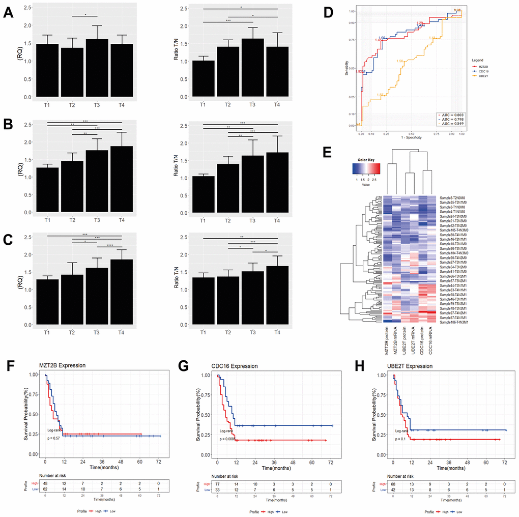 Quantification of MZT2B (A), CDC16 (B) and UBE2T (C) mRNA and protein levels by tumor stage in GC of the diffuse intestinal. *p p p p D) ROC curve analysis. The cutoff point was chosen as the highest point of the Area-Under-the-Curve (AUC) for MZT2B, AUC: 0.803; (95% CI 0.69-0.82) with 84.2% sensitivity and 50.0% specificity, for CDC16, AUC: 0.798; (95% CI 0.69-0.82) with 86.0% sensitivity and 49.08% specificity and for UBE2T, AUC: 0.549; (95% CI 0.51-0.68) with 52.03% sensitivity and 47.05% specificity. (E) Heat maps showing the average levels of gene expression of ~30 samples of GC tissues of the intestinal-type. The red gradient shows the highest levels of expression while the blue gradient shows the lowest levels. Kaplan-Meier analysis of the overall survival (in months) of patients with gastric cancer of the intestinal-type as a function of the expression of (F) MZT2B, (G) CDC16 and (H) UBE2T. We analyzed high expression (gene expression ≥1.45; red line), as opposed to low expression (gene expression CDC16 (p 