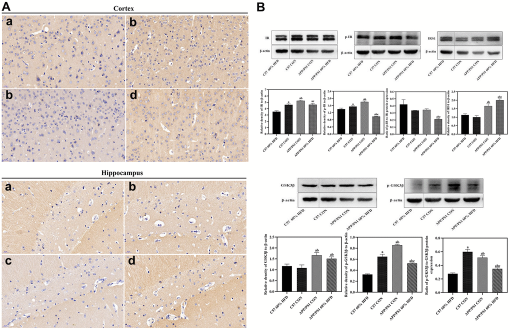 GLUT3 and insulin metabolism related protein expression in brain of experimental animals treated with different diets (n = 6 at least for each group). (A) GLUT3 expression in cortex and hippocampus. a: control diet-treated C57 mice; b: 60% HFD-treated C57 mice; c: control diet treated APP/PS1 mice; d: 60% HFD treated APP/PS1 mice. (B) Cortical insulin metabolism related protein expression. a: comparing with C57 60% HFD group, P P P 