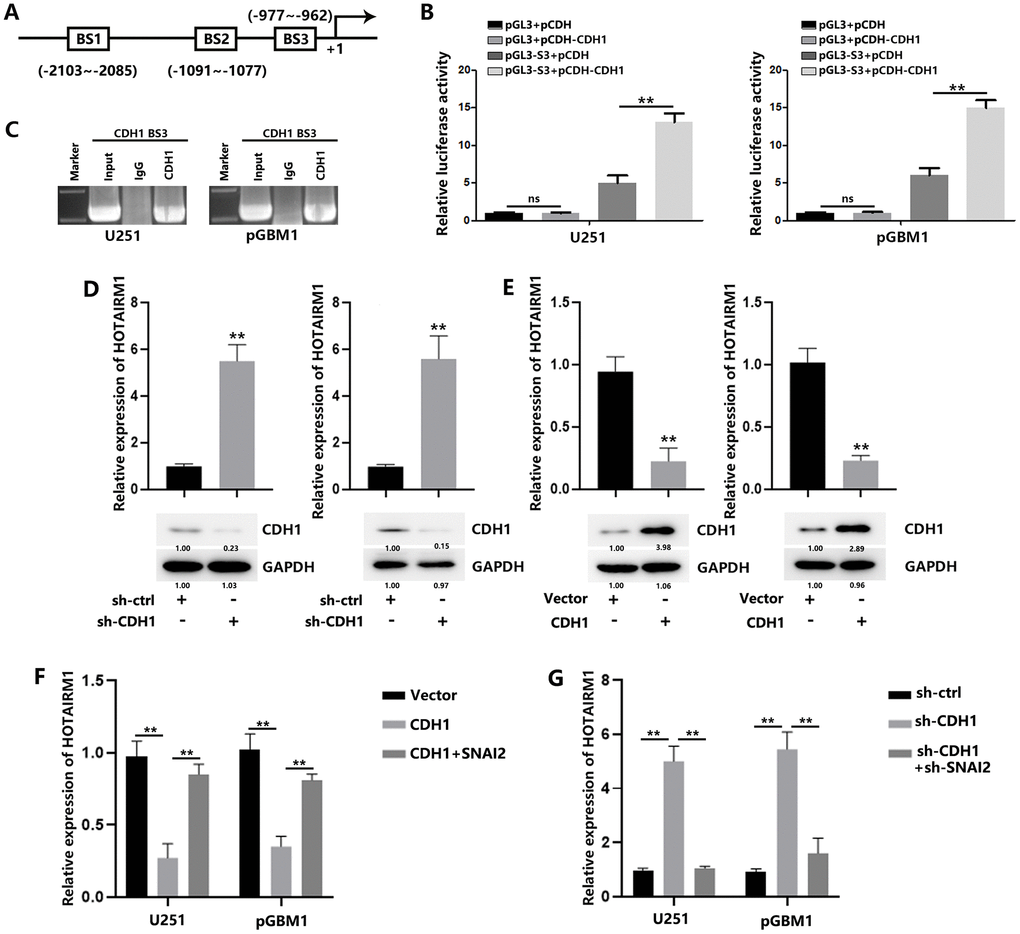 SNAI2 suppress CDH1 to induce HOTAIRM1 in GBM cells. (A) The potential CDH1-binding sites (BS3) in the HOTAIRM1 promoter region was predicted using the high-quality transcription factor binding profile database (JASPAR). (B) The predicted region was transcriptionally responsive to CDH1 overexpression, as shown in luciferase reporter assays. (C) CDH1 bound to both predicted binding sites in HOTAIRM1 promoter, as shown in ChIP assays. (D) Relative expression of HOTAIRM1 in GBM cells transfected with sh-ctrl or sh-CDH1. (E) Relative expression of HOTAIRM1 in GBM cells transfected with vector or CDH1. (F) Relative expression of HOTAIRM1 in GBM cells transfected with vector or CDH1 or co-transfected with CDH1 and SNAI2. (G) Relative expression of HOTAIRM1 in GBM cells transfected with sh-ctrl or sh-CDH1 or co-transfected with sh-CDH1 and sh-SNAI2.