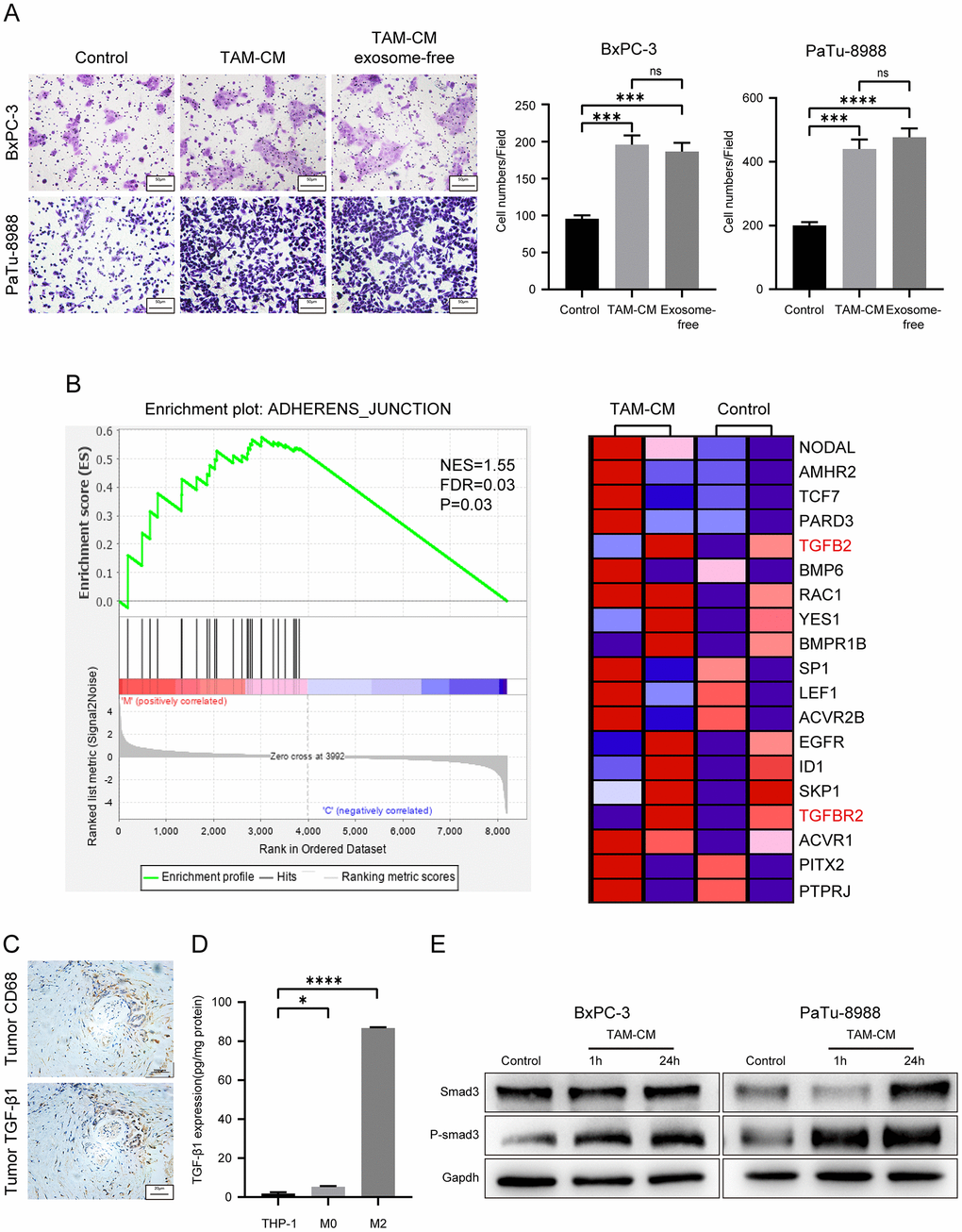 TAM-derived cytokines activate TGF-β signaling pathway in the PDAC cell lines. (A) Transwell assay results show the migration and invasiveness of BxPC-3 and PaTu-8988 cells incubated with exosome-free TAM-CM or normal TAM-CM. Scale bar = 50 μm; ***P B) The enrichment plot shows significantly differentially expressed genes in PDAC cells treated with TAM-CM according to the Gene Set Enrichment Analysis (GSEA). (C) Representative images show IHC analysis of CD68 and TGF-β staining in the PDAC tissue sections. Scale bar = 20 μm. (D) ELISA analysis shows the levels of TGF-β secreted by THP-1, M0-type macrophages and M2-type macrophages. *P E) Western blot analysis shows the levels of Smad3 and phospho-Smad3 proteins in control and TAM-CM treated BxPC-3 and PaTu-8988 cells.