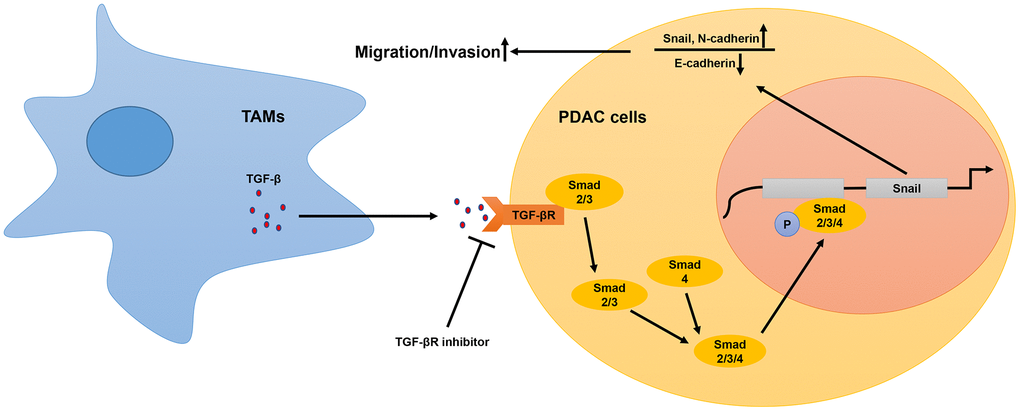 Schematic representation of the mechanistic role of TAMs in PDAC progression. In the tumor microenvironment, TAMs secrete TGF-β, which binds to the TGF-β receptors on the surface of PDAC cells and activates the TGF-β signaling pathway. This includes translocation of phosphorylated Smad2/3 (transcription factor) into the nucleus from the cytoplasm. The phospho-Smad2/3/4 complex upregulates Snail, a key transcriptional factor required for the expression of EMT-related genes. Subsequently, EMT promotes metastasis of PDAC cells.