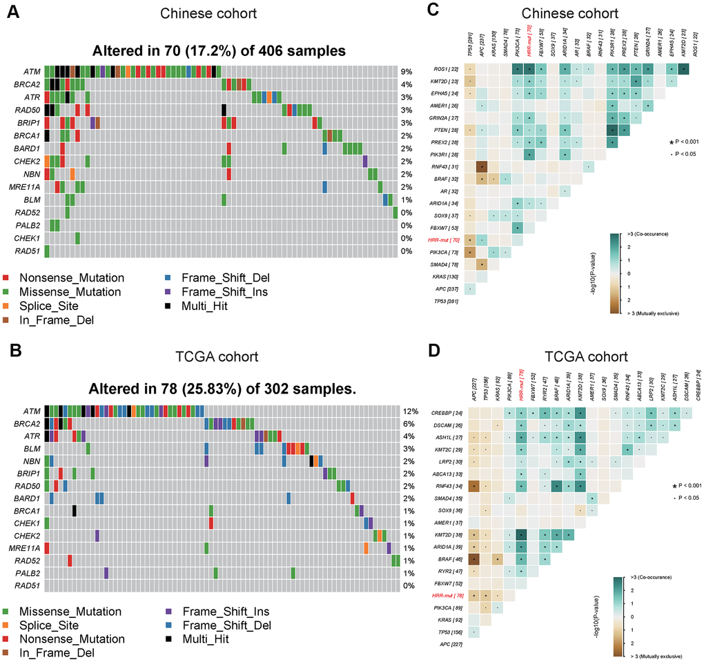 Mutational landscape and genomic patterns of HRR genes in COAD. (A, B) Mutational landscape of HR genes in the Chinese cohort (A) and TCGA cohort (B). The columns and rows represent patients and genes, respectively. The patients are sorted in decreasing order by the number of patients in whom a gene is mutated. The right panel indicates the frequency of gene mutations. Mutation types are indicated by different colors. Gray denotes an absence of mutations. (C, D) Co-occurring and exclusive somatic mutations in the Chinese cohort (C) and TCGA cohort (D). P values were calculated using Fisher’s exact test. All somatic mutated HRR genes were masked as HRR-mut. These figures were generated with the “somaticInteractions” functions in the maftools package.
