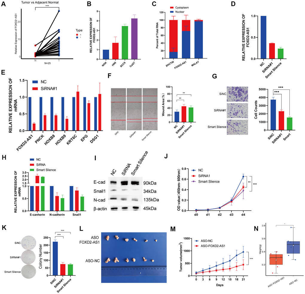 Knockdown of FOXD2-AS1 decreased OSCC cell proliferation and migration in vitro and in vivo. (A) The relative expression of FOXD2-AS1 in 25 paired tumor and adjacent normal tissues. The expression of FOXD2-AS1 was significantly up-regulated in Tumor tissues. (B) The relative expression of FOXD2-AS1 in 3 OSCC cell lines and Normal oral primary keratinocytes (NOK) cells. (C) Cell nucleus/cytoplasmic fractionation and qRT-PCR showed the subcellular localization of FOXD2-AS1 in Cal27 cells (MALAT1 and β actin were used as separation quality standards and endogenous controls). (D) The relative expression of FOXD2-AS1 after transfected with SiRNA and Smart Silence in Cal27 cell line. (E) The relative expression of PNCK, HOXB8, HOXB9, KRT6C, EPG and DSG1 after FOXD2-AS1 knockdown by SiRNA. (F) FOXD2-AS1 knockdown inhibited the migration capacity of Cal27 cells as detected by wound-healing assay after 48hs. (G) The cell migration abilities of Cal27 cells transfected with SiRNA and Smart silence were determined by transwell assays. (H) The relative mRNA expression of E-cadherin, N-cadherin and Snail in Cal27 cells transfected with SiRNA and Smart silence. (I) The protein expression of E-cadherin, N-cadherin and Snail in Cal27 cells transfected with SiRNA and Smart silence. FOXD2-AS1 knockdown inhibited the proliferation capacity of Cal27 cells as detected by CCK-8 assay (J) and colony formation assay (K). (L) Tumors were collected from different groups after 8 times ASO-FOXD2-AS1/ASO-NC injection. (M) Volume curve of tumors from different groups at the time of injection. (N) Weight of collected tumors from different groups. *p 