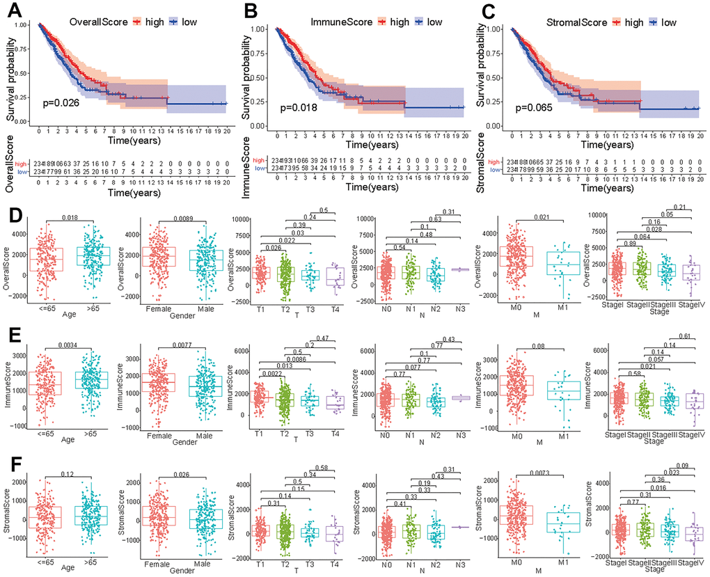 Correlation of tumor score with different clinical features. Survival analysis of patients with LUAD based on overall score (A), immune score (B), and stromal score (C). Effect of age, gender or tumor TNM stage on overall score (D), immune score (E), and stromal score (F).