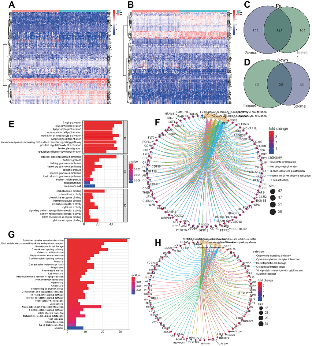 DEGs of high immune score (stromal score) and low score groups and functional enrichment analysis. Heatmap of significantly differentially expressed genes based on immune (A) and stromal (B) scores for LUAD. Venn diagram analysis of high (C) and low (D) expressed genes based on immune and stromal scores. (E) GO analysis of aberrantly expressed genes at the intersection of two groups. (F) CircleMap showing the functional interactions between pathways and genes as extracted from GO. (G) KEGG analysis of aberrantly expressed genes at the intersection of two groups. (H) CircleMap showing the functional interactions between pathways and genes as extracted from KEGG.