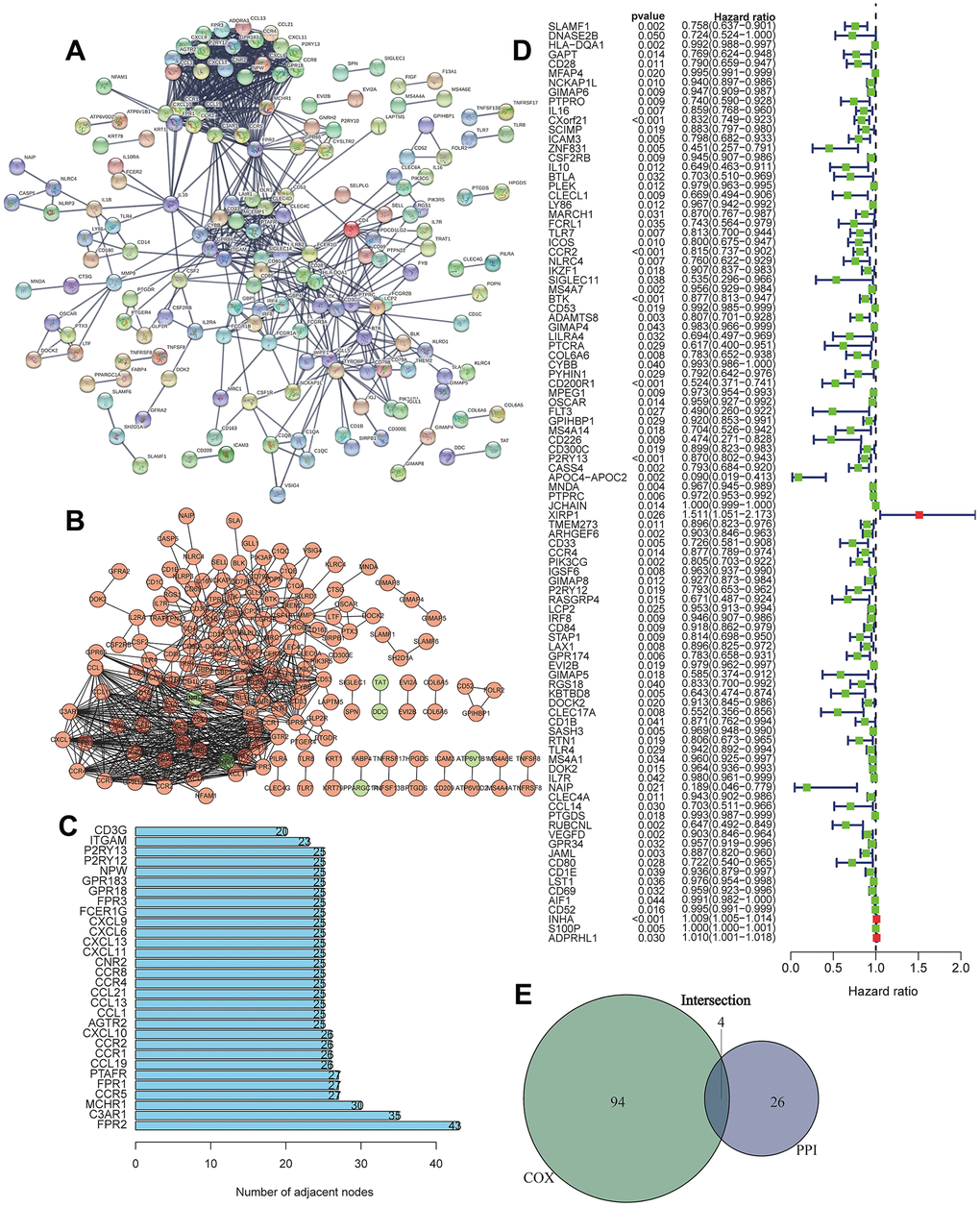 Screening of differentially expressed genes based on protein-protein interaction (PPI) and Univariate Cox regression analysis. (A) PPI network of the aberrantly expressed genes based on STRING (interaction confidence value > 0.95). (B) Visualized PPI analysis of differentially expressed genes using Cytoscape. (C) Top 30 genes with maximum adjacent nodes. (D) Univariate Cox regression analysis for the aberrantly expressed genes. Genes with a p value less than 0.05 are shown in the forest plot. (E) Venn diagram of key genes in PPI and Cox regression analysis. Four TIIC-related genes (CCR2, CCR4, P2RY12, and P2RY13) were finally screened as prognostic factors of LUAD.