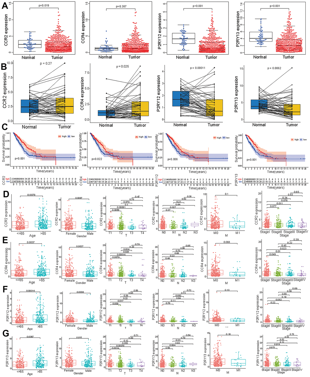 Expression levels of the four genes (CCR2, CCR4, P2RY12, and P2RY13) and their prognostic value in LUAD patients. (A) The expression levels of the four genes in LUAD and normal tissues. (B) The levels of these four genes in paired tumor and adjacent normal tissues. (C) Survival curves of the expression of these four genes in the high-expression (red line) and low-expression (blue line) groups. The expression levels of CCR2 (D), CCR4 (E), P2RY12 (F), and P2RY12 (G) in patients with LUAD of different ages, genders and tumor TNM stages.