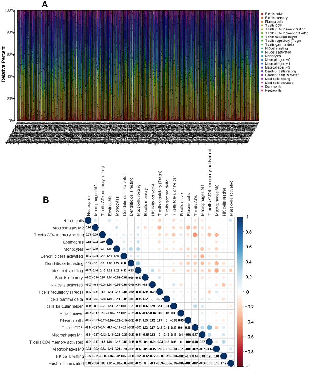CIBERSORT for estimating TIIC components in the LUAD microenvironment. (A) Stacked bar chart representing the component of TIICs in LUAD samples. (B) Correlation matrix of the different tumor-infiltrating immune cell proportions in LUAD.