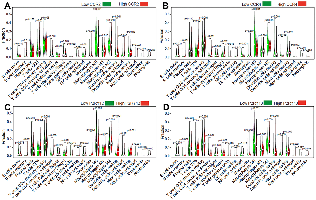 Effect of the four genes on TIIC levels in patients with LUAD. Violin plot indicating the ratio differentiation of 21 types of TIICs in high/low CCR2 (A), CCR4 (B), P2RY12 (C), and P2RY13 (D) expression relative to the median expression level.