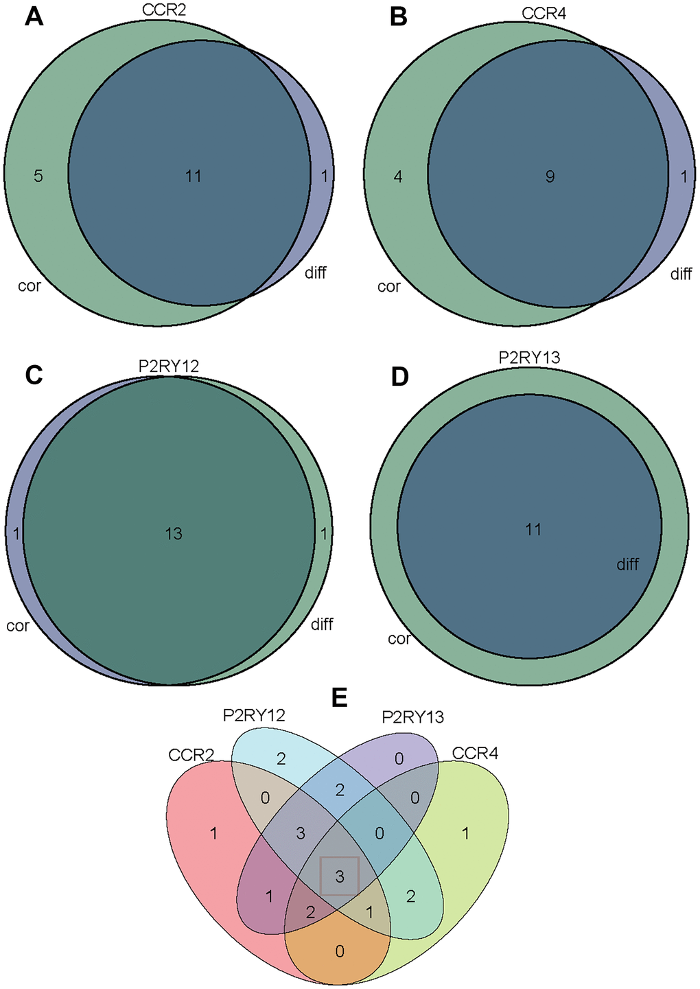 Venn diagram analysis of aberrantly TIICs based on the difference analysis method and correlation analysis method. (A) Venn diagram indicating 11 kinds of TIICs correlated with CCR2 expression co-determined by difference and correlation analysis displayed in violin and scatter plots, respectively. (B) Venn diagram indicating 9 kinds of TIICs correlated with CCR4 expression co-determined by difference and correlation analysis displayed in violin and scatter plots, respectively. (C) Venn diagram indicating 13 kinds of TIICs correlated with P2RY12 expression co-determined by difference and correlation analysis displayed in violin and scatter plots, respectively. (D) Venn diagram indicating 11 kinds of TIICs correlated with P2RY13 expression co-determined by difference and correlation analysis displayed in violin and scatter plots, respectively. (E) Venn diagram indicating 3 kinds of TIICs that were co-related by these four genes.
