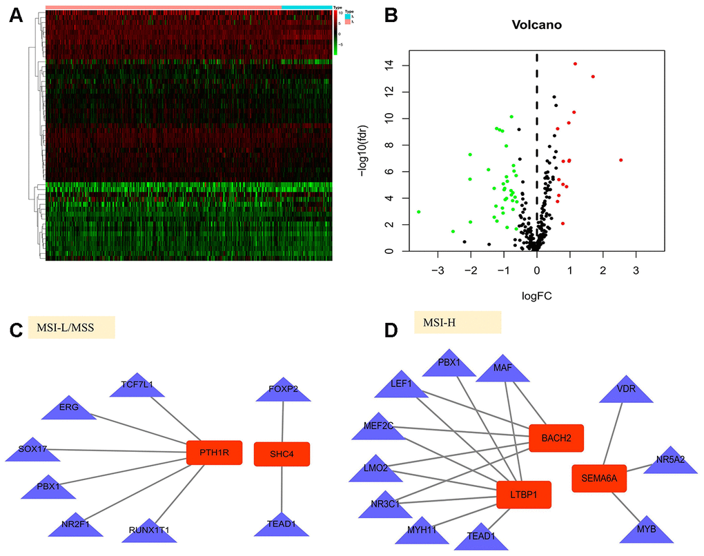 Gene regulatory network in gastric cancer. (A, B) Heatmap and volcano plot of the upregulated (red) and downregulated (green) transcription factors(TFs) between the MSI-L/MSS and MSI-H samples of gastric cancer. (C, D) TF-gene regulation networks in MSI-L/MSS or MSI-H samples. Red node stands for the hub gene and blue triangle stands for the transcription factor.