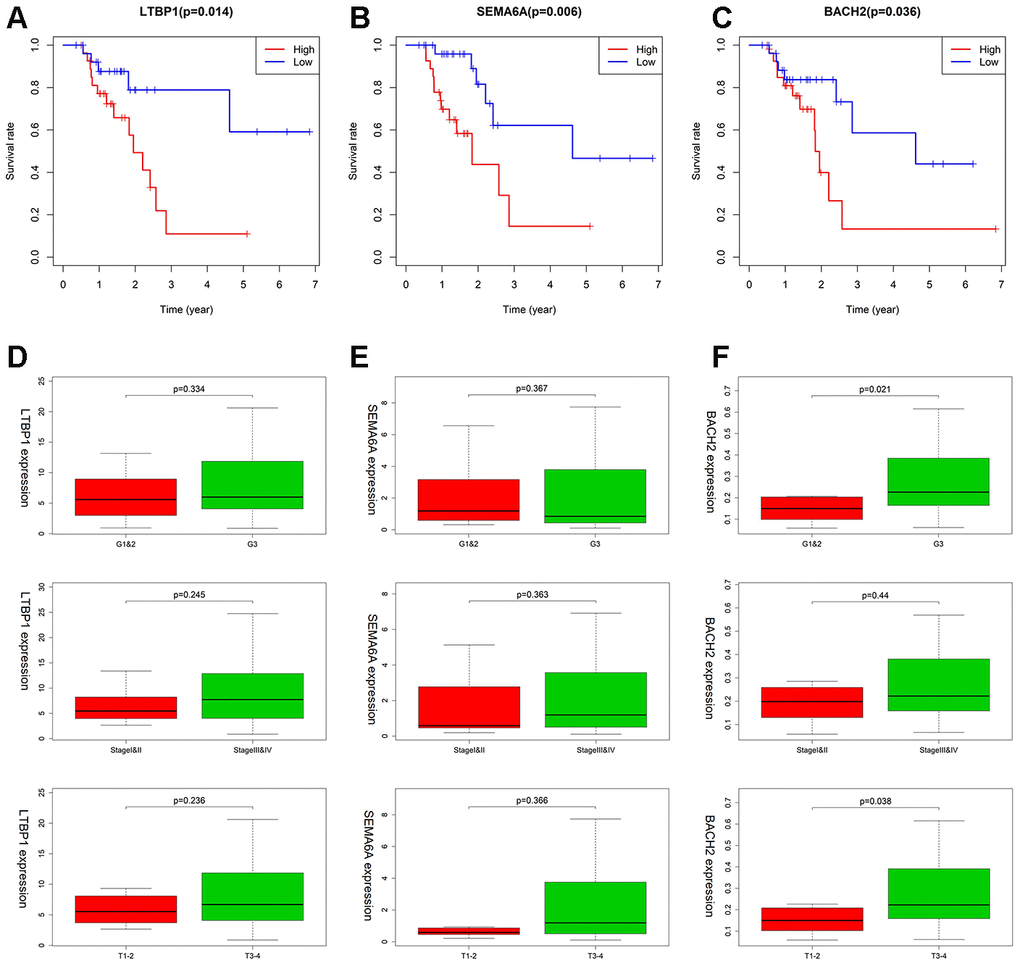 The association between LTBP1, SEMA6A, and BACH2 expression and different clinical signatures in MSI-H samples. (A–C) Kaplan–Meier survival curves for LTBP1, SEMA6A, and BACH2 in MSI-H samples. (D–F) Expression of LTBP1, SEMA6A, and BACH2 in different grade stage, clinical stage, and T stage groups.