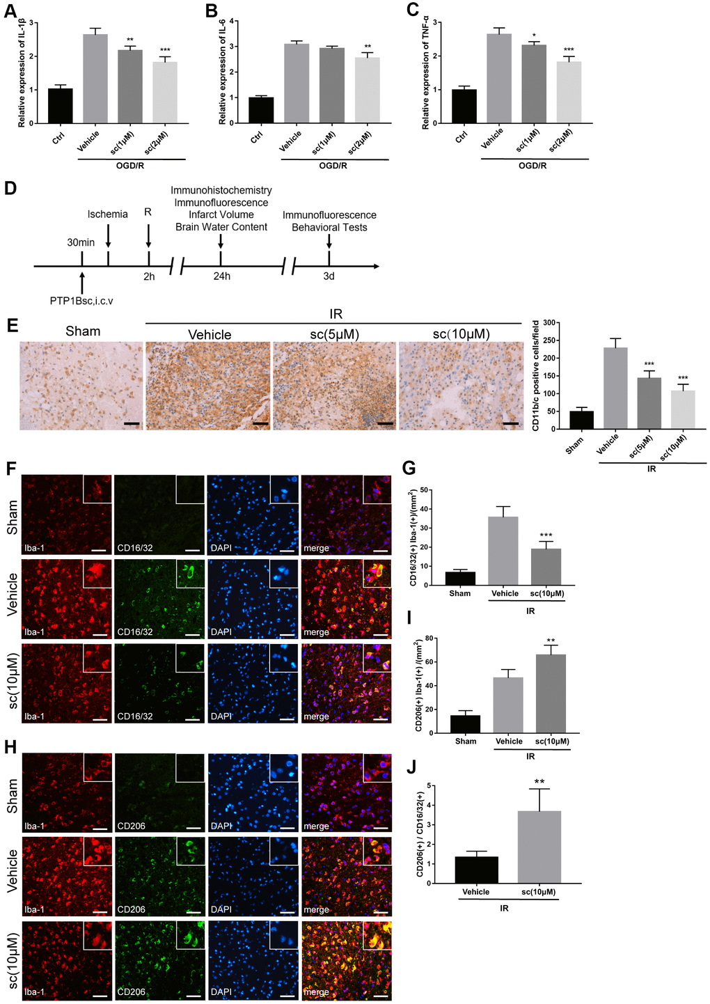PTP1B inhibitor treatment attenuated microglial activation and promoted M2 microglial polarization after ischemic injury. (A–C) IL-1β, IL-6, and TNF-α mRNA levels after the OGD/R insult were tested by real-time PCR in rat primary microglia. Fold-changes were normalized to β-actin and quantitative results are presented as the mean ± SEM (n = 5 per group). (D) Outline of in vivo experiment to detect the effect of intracerebroventricular administration of PTP1B inhibitor after cerebral IR injury. (E) Immunohistology to detect CD11b/c cell in the ipsilateral cerebral cortex, and quantitative analysis of CD11b/c-positive cell number are presented as the mean ± SEM (n = 5 per group). Scale bar = 50 μm. (F, G) Double immunofluorescence to detect CD16/32(+) Iba-1(+) cell in ipsilateral cerebral cortex 72 h after IR injury, and quantitative analysis of CD16/32(+) Iba-1(+) cell density (presented as the mean ± SEM, n = 6 per group). Scale bar = 50 μm. (H, I) Double immunofluorescence to detect CD206(+) Iba-1(+) cells in the ipsilateral cerebral cortex 72 h after IR injury, and quantitative analysis of CD206(+) Iba-1(+) cell density (presented as the mean ± SEM, n = 6 per group). Scale bar = 50 μm. (J) Quantitative analysis of the ratio of Iba1(+)/CD206(+) microglia to Iba-1(+)/CD16/32(+) microglia; the results are presented as the mean ± SEM. *p p p 