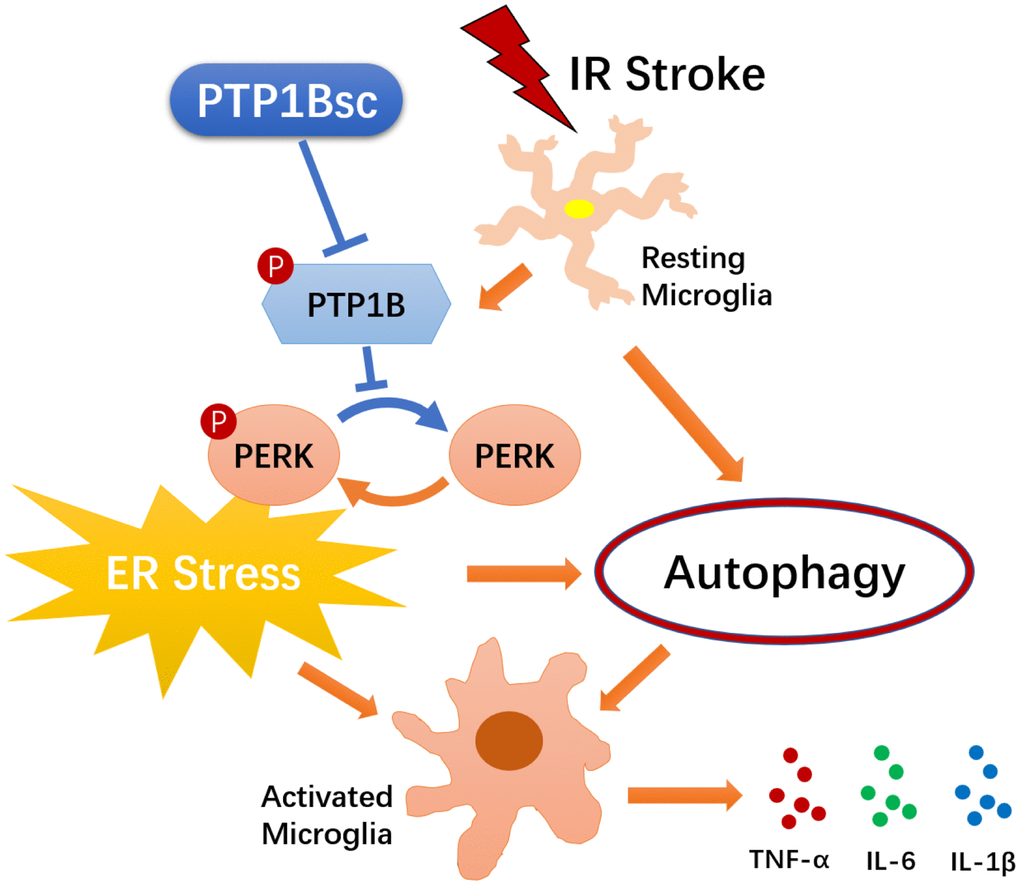 Schematic diagram of the indicated molecular mechanisms underlying the protective effects of PTP1B inhibitor treatment against cerebral ischemia/reperfusion injury. PTP1B inhibitor treatment alleviated cerebral IR-induced microglial ER stress as well as downstream autophagy, and ultimately mitigated deleterious activation of microglia. PTP1B inhibitor attenuated microglial ER stress possibly by inhibiting PERK signaling. PTP1Bsc = PTP1B inhibitor sc-222227.