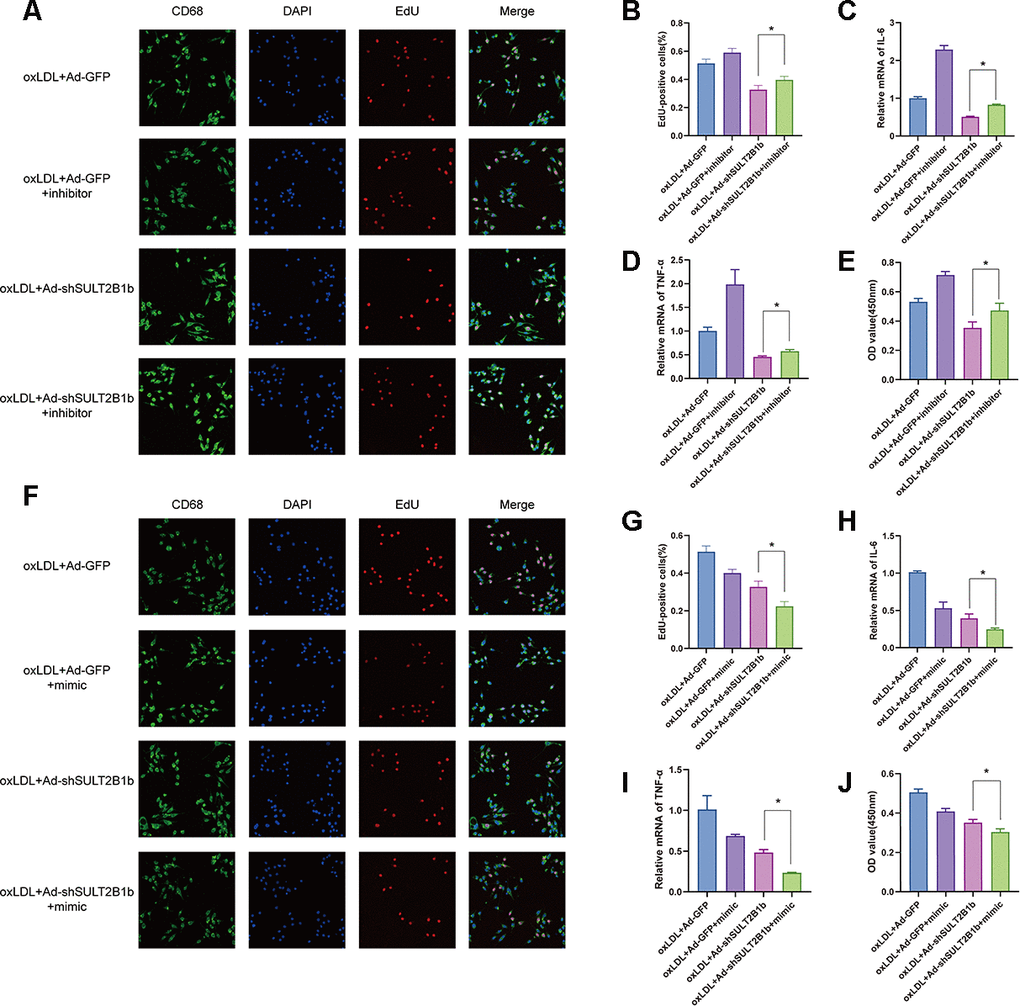 miR-148a-3p mediates the regulation of SULT2B1b in macrophages. (A–E) Following treatment with ox-LDL, Ad-GFP- or Ad-shSULT2B1b-transfected Raw264.7 cells were treated with Ad-GFP or Ad-shSULT2B1b. Subsequently, the cells were transfected with/without miR-148a-3p inhibitor, respectively. (A–C) The proliferative ability s was detected by EdU staining and CCK-8 assay. (D, E) IL-6 and TNF-α mRNA levels were determined by RT-PCR. (F–J) Raw264.7 cells were transfected with Ad-GFP or Ad-shSULT2B1b and the treated with ox-LDL. Then, the cells were transfected with/without miR-148a-3p mimic. (F–H) The EdU staining and CCK-8 assay data showed the proliferative capacity of the cells. (I, J) IL-6 and TNF-α mRNA expression was determined by RT-PCR. Data are shown as the mean±SD (n=3). **p