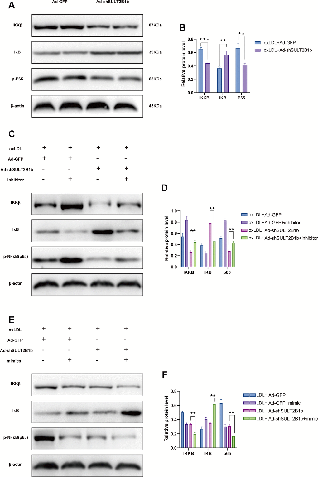 SULT2B1b regulates the IKKβ/IκB/NF-κB signalling pathway through miR-148a-3p. (A, B) The expression levels of IKKβ, IκB and phosphorylated nuclear factor-kappa B (p-p65) protein were determined by Western blotting in Raw264.7 cells transfected with Ad-GFP or Ad-shSULT2B1b. (C) Raw264.7 cells were transfected with Ad-GFP or Ad-shSULT2B1b and stimulated with ox-LDL. Then, the cells were transfected with miR-148a-3p inhibitor (C, D) or miR-148a-3p mimic (E, F). IKKβ, IκB and p-p65 expression levels were determined by Western blotting (C, E). β-actin was used as a reference control. The relative levels of IKKβ, IκB and phosphorylated p65 were quantitively compared (D, F). Data are shown as the mean±SD of at least three independent experiments. **p