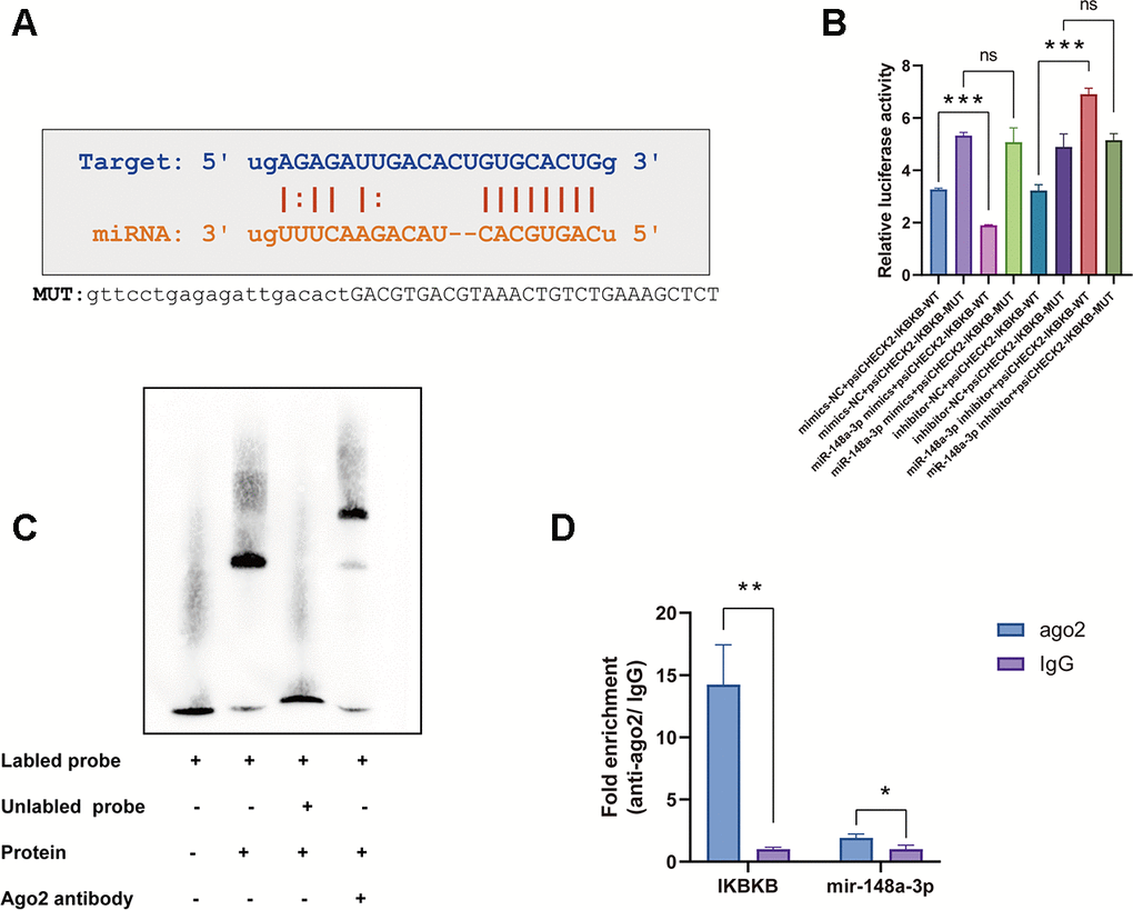 The IKKβ mRNA 3'-UTR is a direct target of miR-148a-3p in macrophages. (A) The IKKβ mRNA 3'-UTR sequence was aligned with the miR-148a-3p seed sequence. The sequence highlighted with red is potentially recognized. The mutated IKKβ mRNA 3'-UTR sequence is shown. (B) RAW264.7 cells were transfected with miR-148a-3p mimic or inhibitor together with a reporter containing wild type IKKβ (psiCHECK2-WT) or mutant IKKβ (psiCHECK2-MUT) as indicated. Data are shown as the relative ratio of firefly luciferase activity to Renilla luciferase activity. (C) EMSA for proteins extracted from Raw264.7 cells. (D) Co-immunoprecipitation with mouse monoclonal anti-Ago2 or preimmune IgG from extracts of Raw264.7 cells. mRNA levels in immunoprecipitates were determined by RT-qPCR. Data are shown as the mean±SD of at least three independent experiments. **p