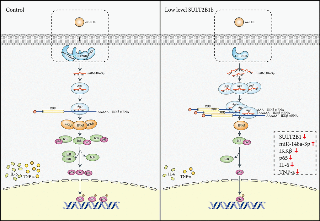 Mechanisms mediating the role of SULT2B1b in modulating the miR-148a-3p/IKKβ/NF-κB axis in macrophage inflammation. Stimulation with ox-LDL in Raw264.7 cells can lead to IKKβ/NF-κB pathway activation, thus inducing upregulation of TNF-α and IL-6 expression. In contrast, reduced SULT2B1b expression can increase levels of miR-148a-3p, which can target the IKKβ mRNA 3'-UTR region, resulting in reduction of IKKβ expression and suppress binding of p65 and DNA in the nucleus, which alleviates cellular inflammation and proliferation.
