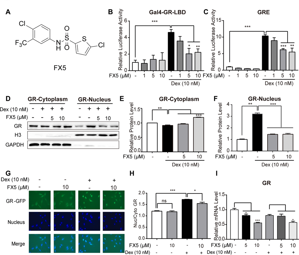 FX5 was a GR antagonist. (A) Chemical structure of FX5. (B) Mammalian one-hybrid assay was carried out to detect the antagonistic activity of FX5 against GR. In the assay, HEK293T cells were co-transfected with the plasmids of pCMX-Gal4-GR-LBD, pUAS-TK-luc and pRL-SV40, and then treated with Dex (10 nM) and FX5 (1, 5 and 10 μM) for 12 h, while luciferase activity was finally measured. (C) HEK293T cells were co-transfected with plasmids of pCI-nGFP-GR (C656G), pGL3-GRE-Luc and pRL-SV40, and then incubated with 10 nM Dex and different concentrations of FX5 (1, 5 and 10 μM) for 12 h. Finally, transactivation activity of GR was measured by luciferase reporter assay. (D) Mouse primary hepatocytes were treated with Dex (10 nM) and FX5 (5 and 10 μM) for 6 h, and GR protein levels in cytoplasm and nucleus were then measured by western blot assay. Quantification results of cytoplasmic GR protein level to GAPDH (E) and nuclear GR protein level to Histone H3 (F). (G) FX5 inhibited the Dex-stimulated GR-GFP nuclear translocation. (H) Ratio of GFP fluorescence intensity of nuclear and cytoplasm. (I) Mouse primary hepatocytes were treated with Dex (10 nM) and different concentrations of FX5 (1, 5 and 10 μM) for 6 h, and mRNA levels of GR were measured by quantitative RT-PCR analysis. Values were mean ± S.E.M (n=3/group) (*PPP