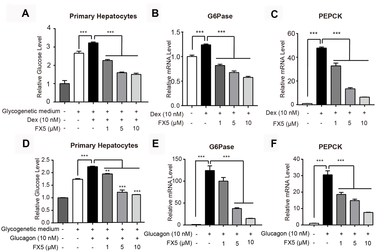 FX5 inhibited Dex or glucagon-stimulated gluconeogenesis. (A) Mouse primary hepatocytes were pretreated with Dex (10 nM) for 12 h, followed by incubation with Dex and FX5 (1, 5 and 10 μM) for 6 h in glycogenetic medium. Glucose concentration in the medium was detected to evaluate glucose output level. (B, C) Mouse primary hepatocytes were treated with Dex (10 nM) and different concentrations of FX5 (1, 5 and 10 μM) for 6 h, and mRNA levels of G6Pase and PEPCK were measured by quantitative RT-PCR analysis. (D) Glucose production assay was conducted in mouse primary hepatocytes. Cells were pretreated with glucagon (10 nM) for 12 h, and then cultured for another 6 h in glycogenetic medium with glucagon and different concentrations of FX5 (1, 5 and 10 μM). Finally, glucose level in the medium was measured. (E, F) Mouse primary hepatocytes were treated with glucagon (10 nM) and different concentrations of FX5 (1, 5 and 10 μM) for 6 h, and mRNA levels of G6Pase and PEPCK were detected by qRT-PCR analysis and normalized to GAPDH. All results were presented as mean ± S.E.M (n=3/group) (**PP