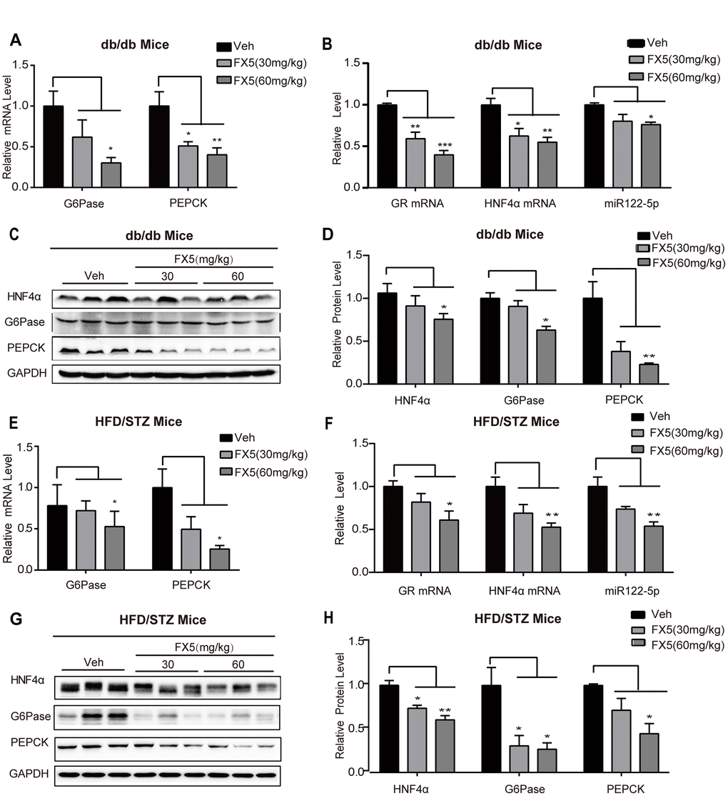 FX5 treatment suppressed hepatic gluconeogenesis in T2DM mice via GR/HNF4α/miR122-5p pathway. (A) mRNA levels of gluconeogenesis gene G6Pase and PEPCK in the liver tissues of db/db mice, all results were normalized to GAPDH. (B) Expression levels of GR, HNF4α and miR122-5p in the liver of db/db mice. (C) Protein levels of HNF4α, PEPCK and G6Pase in the liver tissues of db/db mice were detected by western blot assay and quantified in (D). (E) mRNA levels of G6Pase and PEPCK in the liver of HFD/STZ-induced T2DM mice, and all results were normalized to GAPDH. (F) Expression levels of GR, HNF4α and miR122-5p in the liver of HFD/STZ-induced T2DM mice. (G) Protein levels of HNF4α, G6Pase and PEPCK in the liver of HFD/STZ-induced T2DM mice were detected by western blot assay and quantified in (H). All results were presented as mean ± S.E.M (*PPP