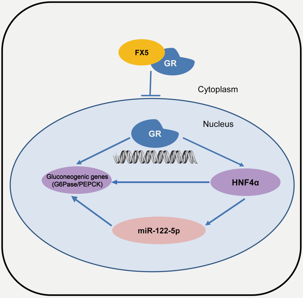 A proposed model describing the regulation of FX5 against gluconeogenesis and glucose homeostasis. FX5 suppressed gluconeogenetic genes G6Pase and PEPCK, and improved hyperglycemia in T2DM mice by targeting GR and involving GR/HHNF4α and GR/HNF4α/miR122-5p pathways.