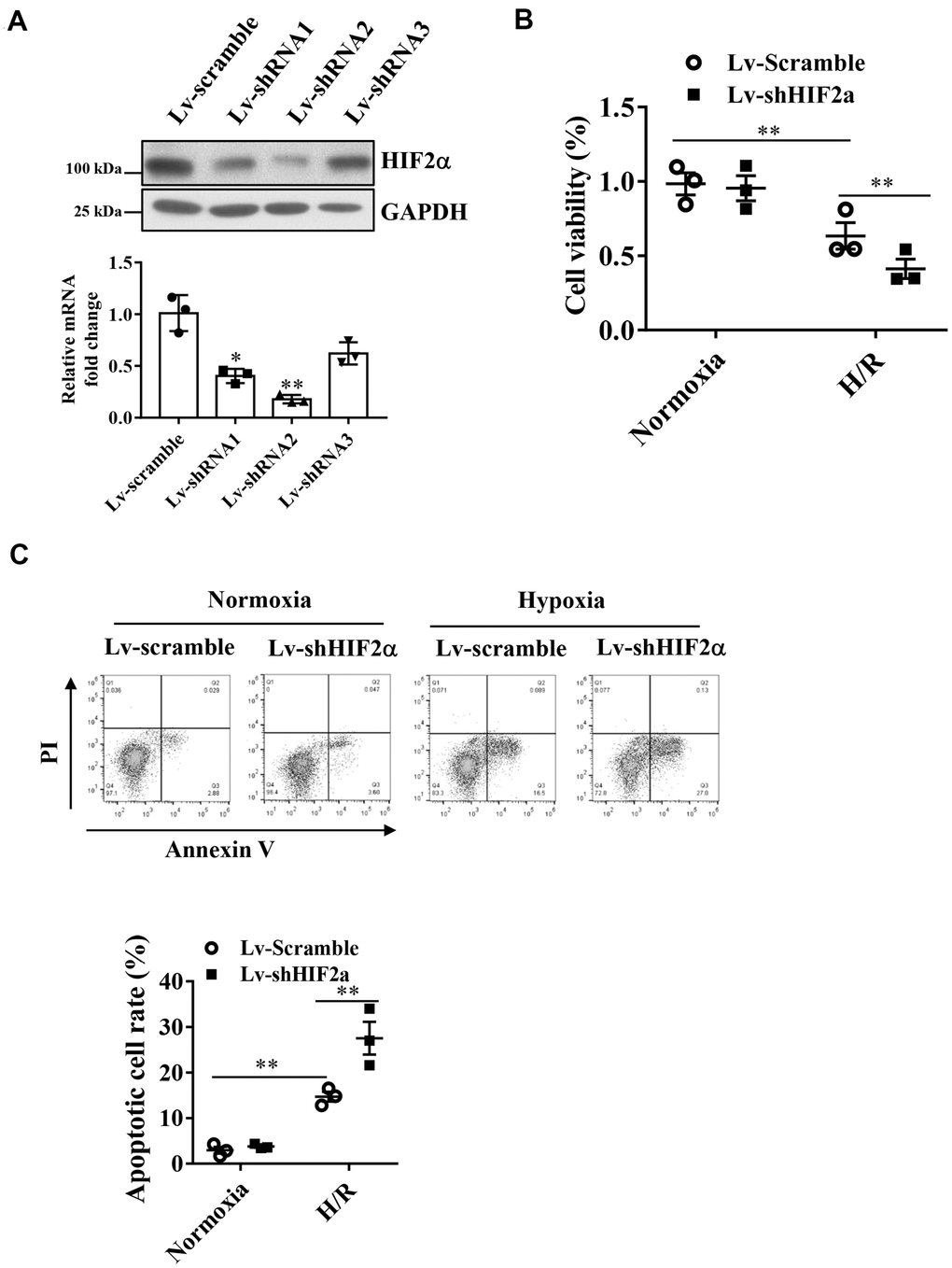 Effects of HIF2α on cell apoptosis and cell survival of cardiomyocytes during hypoxia. (A) qPCR and Western blot analysis of the efficiency of HIF2α gene- specific downregulation of lentiviral vectors. (B) CCK-8 detection of the effect of downregulation of the HIF2α gene on early cell apoptosis and cell survival. (C) Application of FACS-Annexin V/PI double staining to detect the effect of downregulation of the HIF2α gene on cell apoptosis. n = 3 per group. Data represent the mean ± SEM. **P
