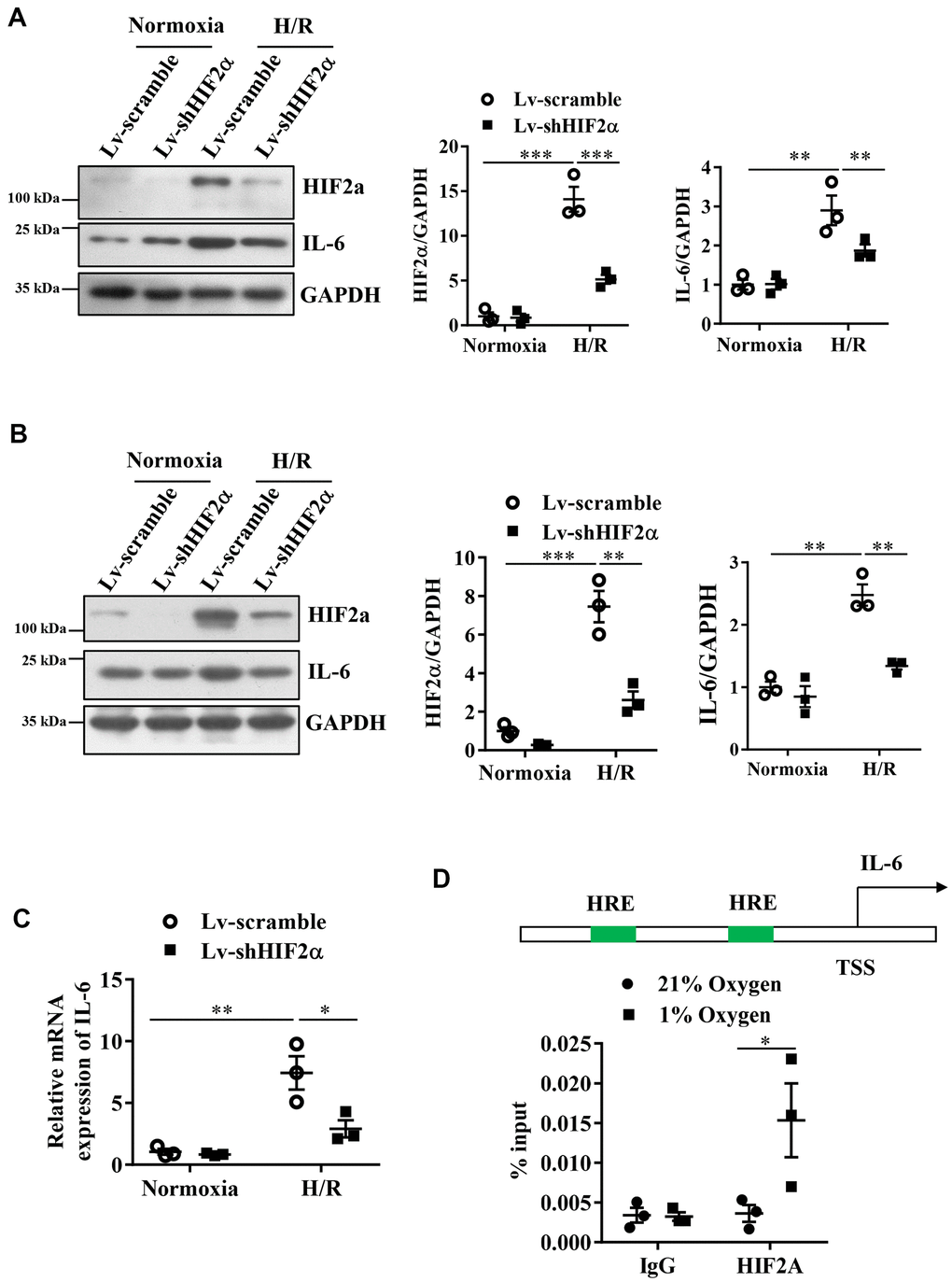 Expression of IL-6 during the H/R process in cardiomyocytes after knocking down endogenous HIF2α. (A) H9c2 myocardial cell line: Western blot to detect the expression level of IL-6 after knocking down endogenous HIF2α. (B) AC16 human cardiomyocyte line: Western blot to detect the expression level of IL-6 after knocking down endogenous HIF2α. (C) H9c2 cardiomyocyte cell line: qPCR to detect the expression level of IL-6 mRNA after knocking down endogenous HIF2α. (D) The results of ChIP: Diagram of the IL-6 promoter. Quantitative PCR analysis of anti- HIF2α antibody-precipitated and control IgG antibody-precipitated chromatin from cardiomyocytes cultured in 21 or 1% O2. HRE: hypoxia response element. n = 3 per group. Data represent the mean ± SEM. *PPP