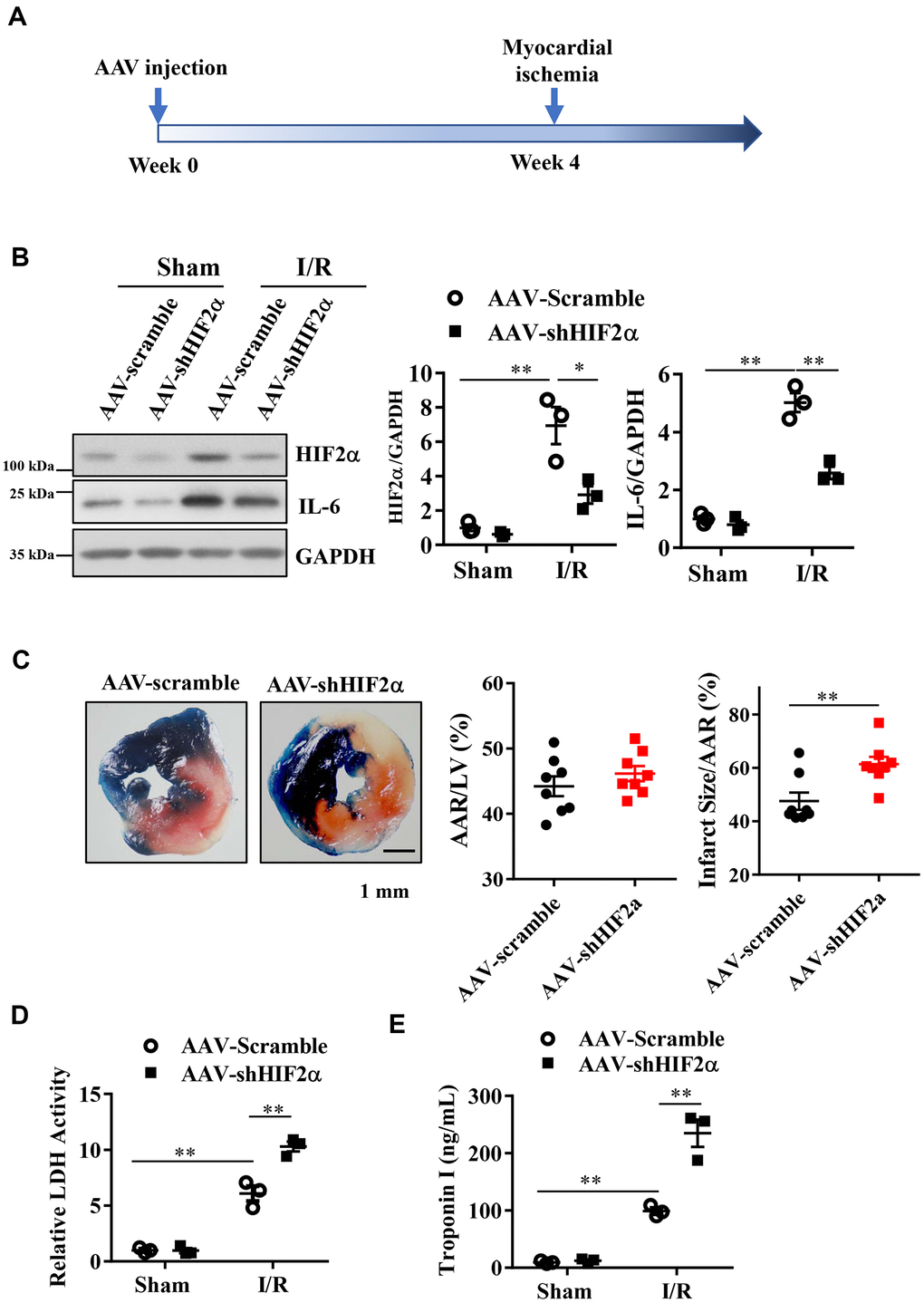 The effect of in vivo HIF2α knockdown on myocardial infarction during acute myocardial ischemia/reperfusion. (A) Myocardial I/R model was established 4 weeks after AAV injection. (B) Western blots were performed to examine the HIF2α and IL-6 protein expression after HIF2α knockdown in vivo. n = 3 per group. (C) TTC and Evans blue staining after mouse heart I/R. n = 8 per group. (D) Effect of HIF2α knockdown on myocardial LDH release subsequent to I/R. n = 5 per group. (E) Effect of HIF2α knockdown on myocardial TnI release subsequent to I/R. n = 5 per group. Data represent the mean ± SEM. **P