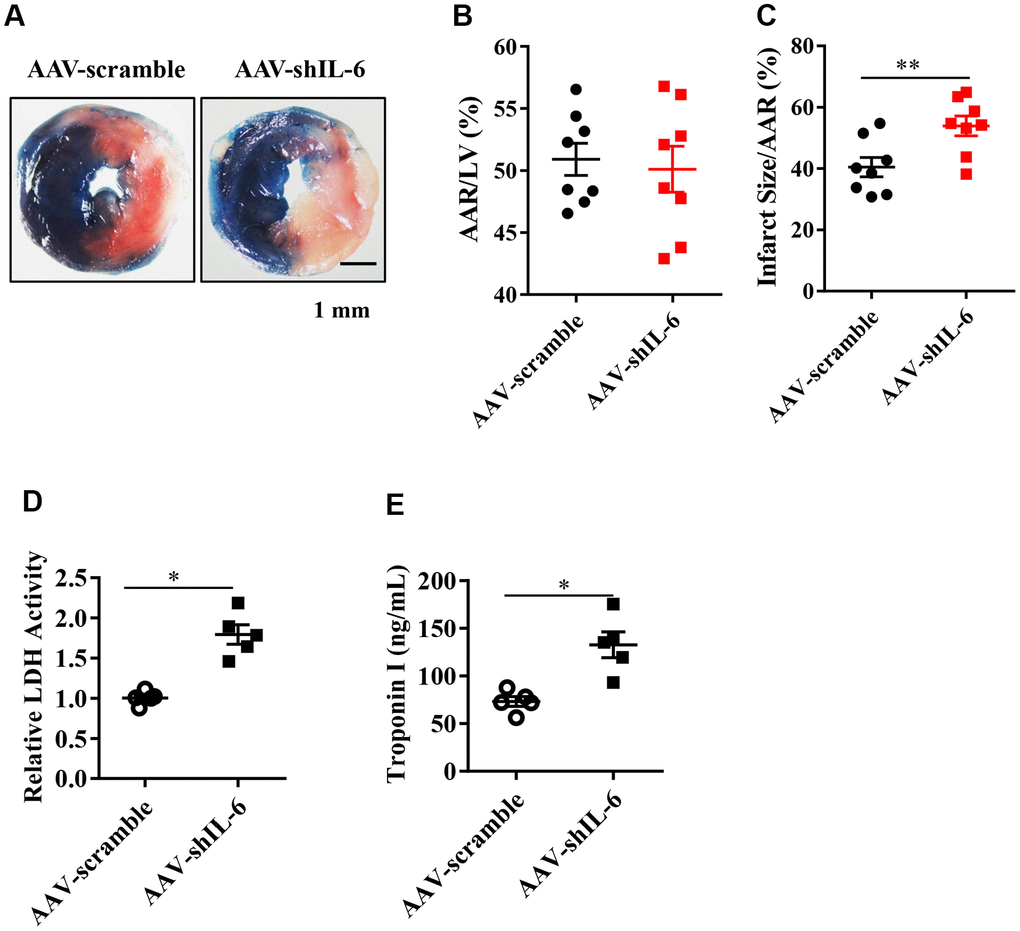 The effect of in vivo IL-6 knockdown on the myocardial infarction area and markers of myocardial injury. (A) TTC and Evans blue staining after mouse heart I/R. (B) Mice in the AAV-scramble group and AAV-shIL-6 group experienced similar cardiac risk areas. n = 8 per group. (C) The range of myocardial infarction in the AAV- shIL-6 group was larger than that in the AAV-scramble group. n = 8 per group. (D) Effect of IL-6 knockdown on the LDH release subsequent to I/R. n = 5 per group. (E) Effect of IL-6 knockdown on the troponin I release subsequent to I/R. n = 5 per group. Data represent the mean ± SEM. *PP