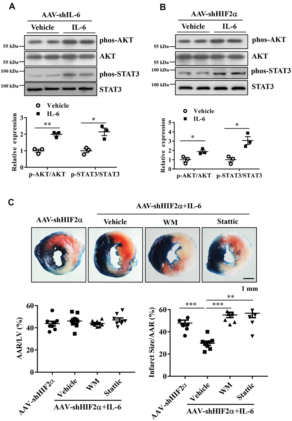 The roles of the PI3K/Akt and STAT3 pathways in the protective effects of HIF2α/IL-6. (A, B) Western blotting was performed to determine the protein expression of AKT, Phos-AKT, STAT3 and Phos-STAT3 in myocardium. n = 3 per group. (C) Representative image and quantitative analysis of infarct staining with different treatments. n = 8 per group. Data represent the mean ± SEM. *PPP