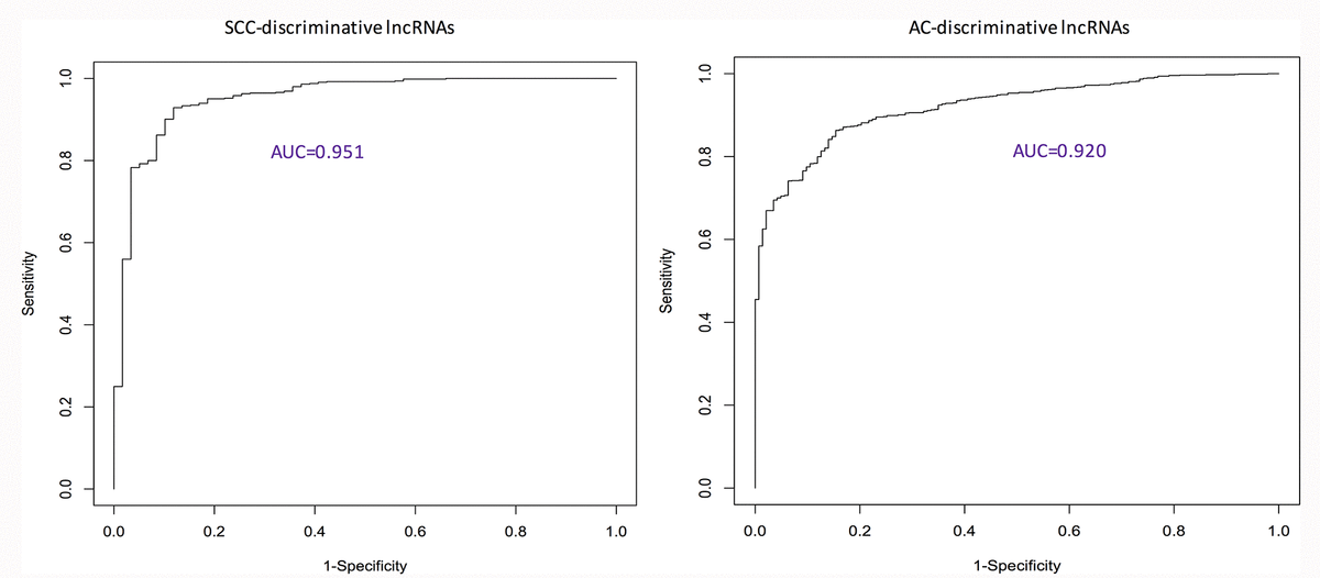 ROC curves showing the performance of identified discriminative lncRNA lists. AC: adenocarcinoma; AUC: area under the ROC curve; ROC: receiver characteristic operator; SCC: squamous cell carcinoma.