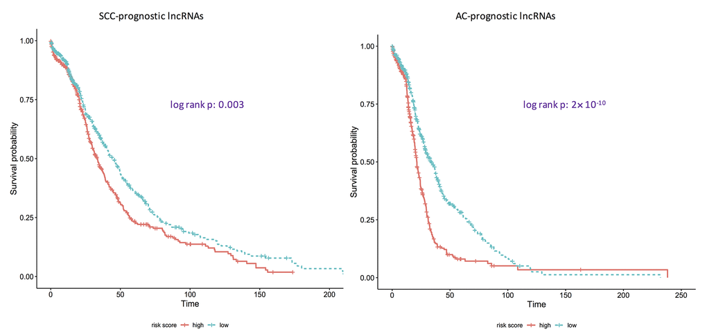 Kaplan-Meier curves showing if identified prognostic lncRNA lists are associated with survival rates for adenocarcinomas and squamous cell carcinomas. AC: adenocarcinoma; SCC: squamous cell carcinoma. p: the corresponding p-values of log-rank tests to test if the survival curves of high-risk group and low-risk group are same. Here, the ridge Cox regression models were used to estimate the coefficients of lncRNAs and then risk scores were calculated. Then the median value of risk scores was used as the cutoff to divide the AC/SCC patients into the high-risk group and the low-risk group.