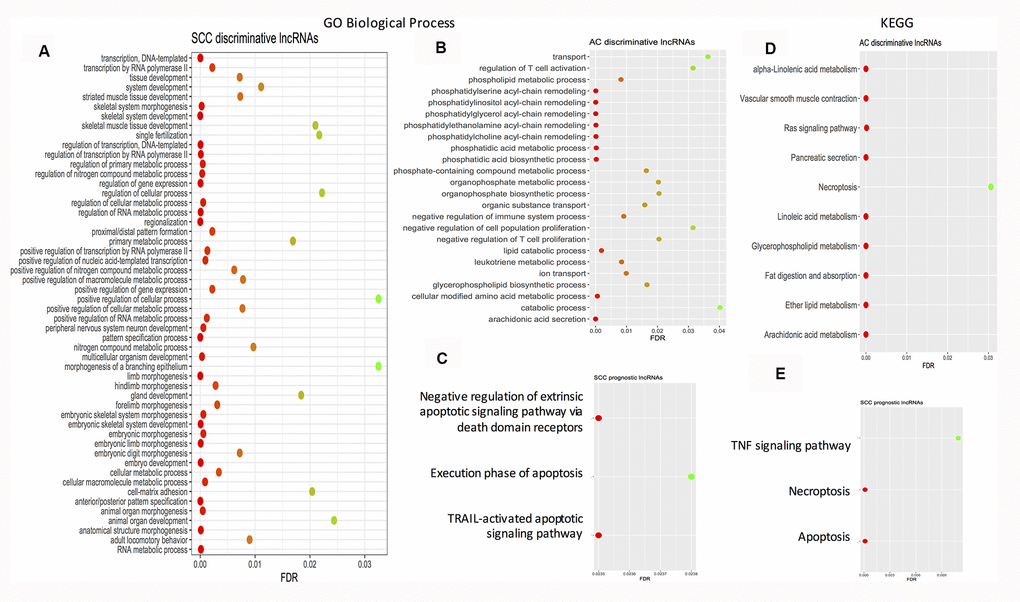 Dot plots showing the enriched gene ontology biological process terms and KEGG pathways. (A) Enriched GO biological process terms by SCC discriminative lncRNA signature. (B) Enriched GO biological process terms by AC discriminative lncRNA signature. (C) Enriched GO biological process terms by SCC prognostic lncRNA signature. (D) Enriched KEGG pathways by AC discriminative lncRNA signature. (E) Enriched KEGG pathways by SCC prognostic lncRNA signature. AC: adenocarcinoma; FDR: false discovery rate; GO: gene ontology; KEGG: Kyoto Encyclopedia of Genes and Genomes; FDR: false discovery rate; SCC: squamous cell carcinoma.