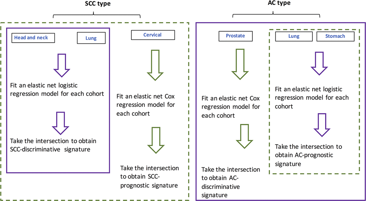 Flowchart showing the procedure for identifying SCC- and AC-discriminative, and SCC- and AC-prognostic lncRNAs.