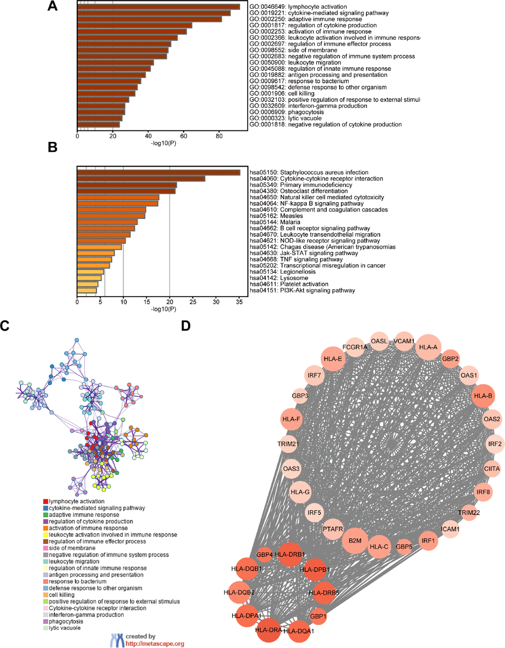 Screening of DEGs and functional analysis. (A) Heatmap of the GO enriched terms. (B) Heatmap of the KEGG enriched terms. (C) A network of GO and KEGG enriched terms. (D) The top one module. The color of nodes represents the log (FC) value and the size reflects the number of interacting proteins with the designated protein.