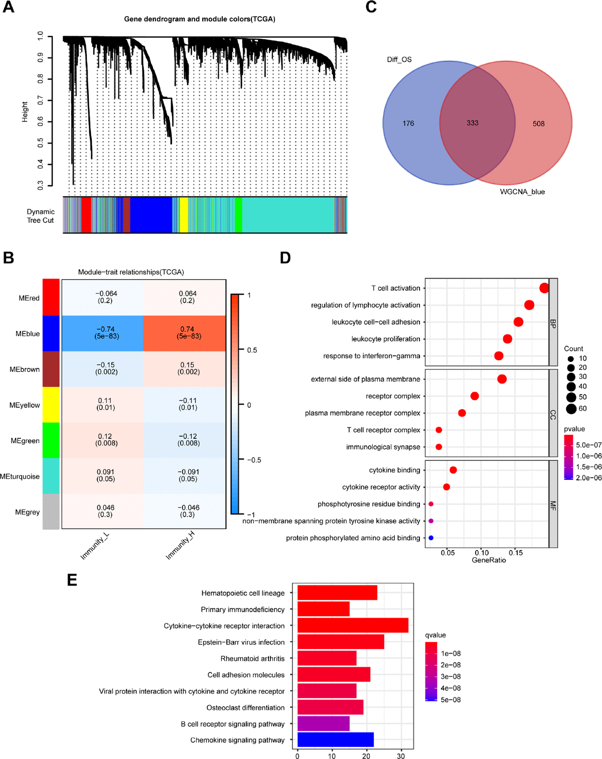 Identification of highly immune-related DEGs with prognostic value and functional analysis. (A) A hierarchical clustering dendrogram is built to detect co-expressed genes in modules in the TCGA dataset of melanoma. (B) A heatmap showing the relationships of consensus module-trait in different modules under the low and high immune cell infiltration groups. (C) Identification of 333 common DEGs from 509 DEGs with prognostic value and the blue module using the Venn diagram software. (D) Top 15 GO terms. (E) Top 10 KEGG pathways.