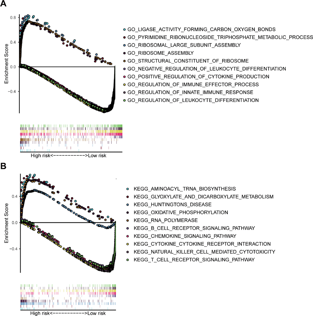 GSEA analysis based on the risk value. (A) The significant enrichment of the top 5 GO terms in the high-risk group and the top 5 immune-related GO terms in the low-risk group. (B) The significant enrichment of the top 5 pathways in the high-risk group and the top 5 immune-related pathways in the low-risk group.