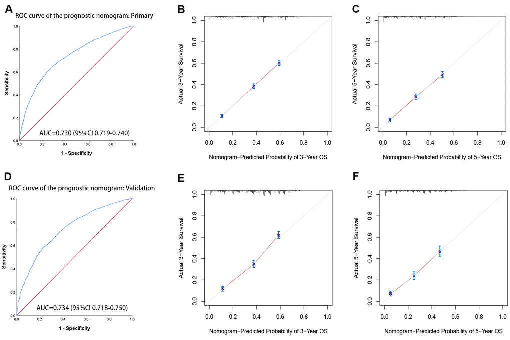 The receiver operating characteristic (ROC) curves and calibration curve of the prognostic nomogram. (A) ROC curves of the prognostic nomogram in the primary cohort. (B, C) The calibration curve of the nomogram-predicted probability in the primary cohort (3-year OS and 5-year OS, respectively). (D) ROC curves of the prognostic nomogram in the validation cohort. (E, F) The calibration curve of the nomogram-predicted probability in the validation cohort (3-year OS and 5-year OS, respectively). Age, sex, race, grade, tumor TNM stage, marital status, tumor size, and histological type are pooled in the primary(a) and validation(b) cohorts. AUC= area under the curve.