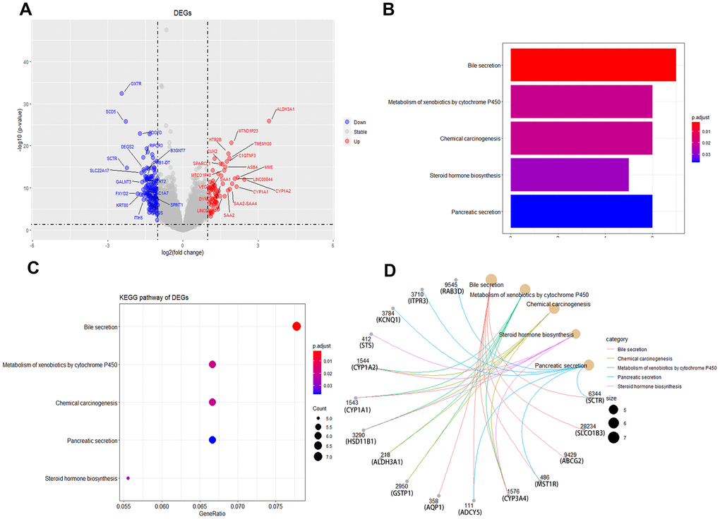 Identification of differentially expressed genes and KEGG enrichment between male and female liver cancer patients. (A) Volcano plot of male and female liver cancer patients in differentially expressed genes (DEGs). (B, C) KEGG enrichment of DEGs. (D) gene network diagram between DEGs and KEGG pathways.