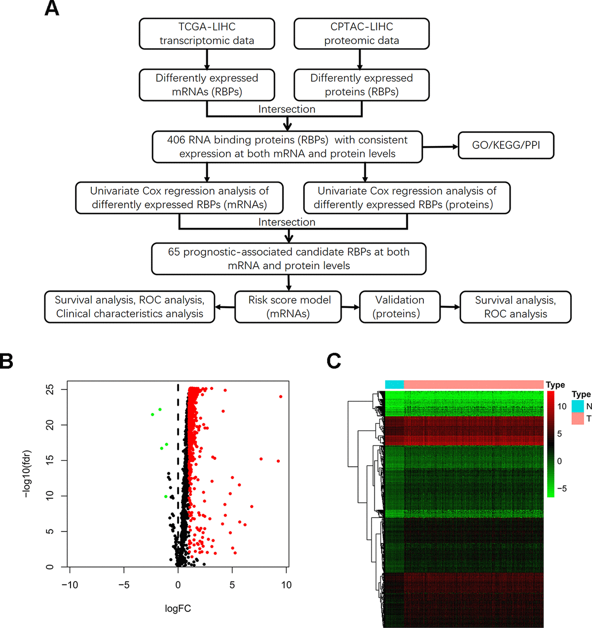 Identification of differentially expressed RBPs between HCC tumor and normal tissues. (A) Flow chart for analysis of RBPs in HCC. (B) Volcano plot for RBPs. Red indicates high expression while green indicates low expression. Black indicates genes that had no differences between HCC tumor and normal tissues. (C) Hierarchical clustering analysis of differentially expressed RBPs. The columns indicate samples and the rows are RBPs. Blue represents downregulation while red represents upregulation.