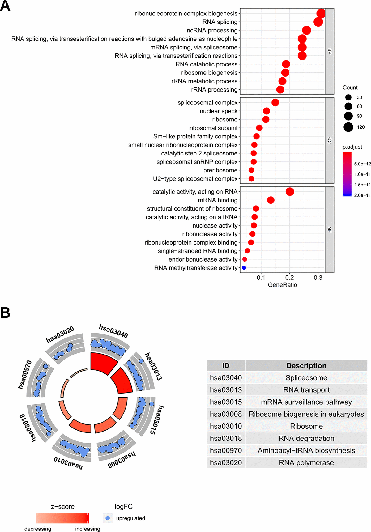 GO and KEGG pathway analysis of differentially expressed RBPs. (A) The top 10 significantly enriched BPs, CCs and MFs in GO analysis. (B) The top 8 significantly enriched pathways in KEGG pathway analysis.