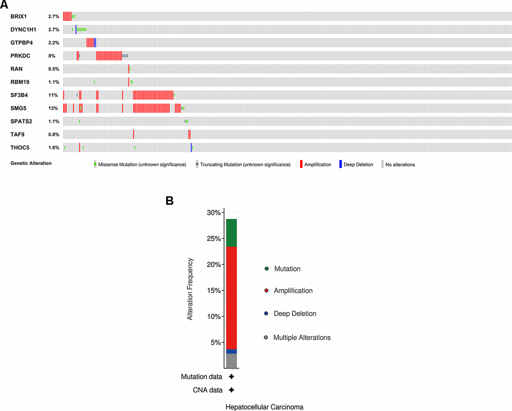 Exploration of 11 prognostic RBPs as potentially therapeutic targets for HCC patients. (A) Genetic alterations of each prognostic RBP. (B) An overview of all genomic changes for 11 prognostic RBPs.