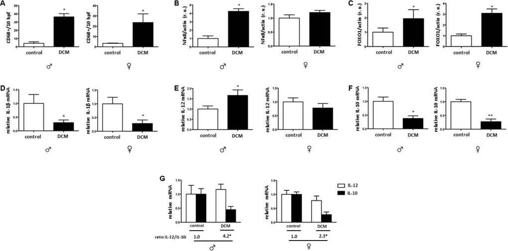 DCM effects on the pro-inflammatory state. Immunohistological analysis of CD-68 immuno-reactive cells (A). Western blot analysis of NF-κB (B), FOXO1 (C) as well as the real-time PCR analysis of IL-1β (D), IL-12 (E), and IL-10 (F) mRNA expression performed with human cardiac tissue lysates from old control (non-diseased) or DCM men (♂) and women (♀). (G) Ratio of IL-12/IL-10. Representative imaging of western blot analysis. All data were normalized to the corresponding control and expressed in relative units (r.u.). Data are shown as the mean ± SEM (n= 5).