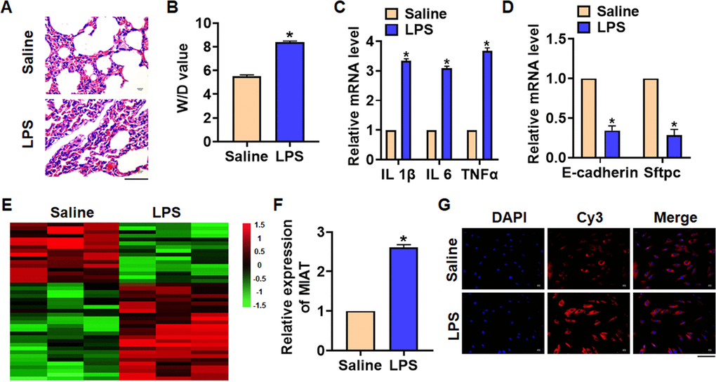 The expression of lncRNA MIAT in LPS-induced pneumonia. 10 μg LPS was intraperitoneally injected into mice to establish mouse model of pneumonia. (A) H&E staining for mice lung sections. Scale bar, 60 μm. (B) Wet dry mass ratio (W/D) of lungs was calculated. (C) The expression of inflammatory factors IL 1β, IL 6 and TNFα was detected by qRT-PCR. (D) The expression of epithelial markers E-cadherin and Sftpc was determined by qRT-PCR. (E) LncRNA expression profiles in mice with saline or LPS. (F) The expression of MIAT in saline and LPS injected lungs was detected by qRT-PCR. (G) FISH assay was used to determine the location and level of MIAT upon LPS treatment. Scale bar, 100 μm. Data are mean ± SD; *P 