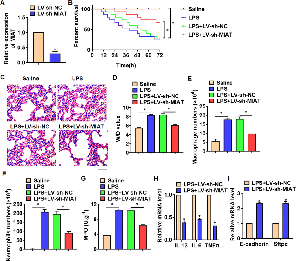 Knockdown of MIAT alleviates LPS-induced inflammation and injury in mice. LV-sh-MIAT or LV-sh-NC was intratracheally injected into mice. (A) The knockdown efficiency of sh-MIAT was determined by qRT-PCR. (B) Survival plots for mice in different groups. (C) H&E staining for lung sections in different groups. Scale bar, 60 μm. (D) Wet dry mass ratio (W/D) of lungs was calculated. (E, F) macrophages and neutrophils in alveolar lavage fluid was collected and calculated. (G) Myeloperoxidase (MPO) of lungs was examined. (H) qRT-PCR analysis for IL 1β, IL 6 and TNFα expression. (I) qRT-PCR analysis for E-cadherin and Sftpc expression. Data are mean ± SD; *P 