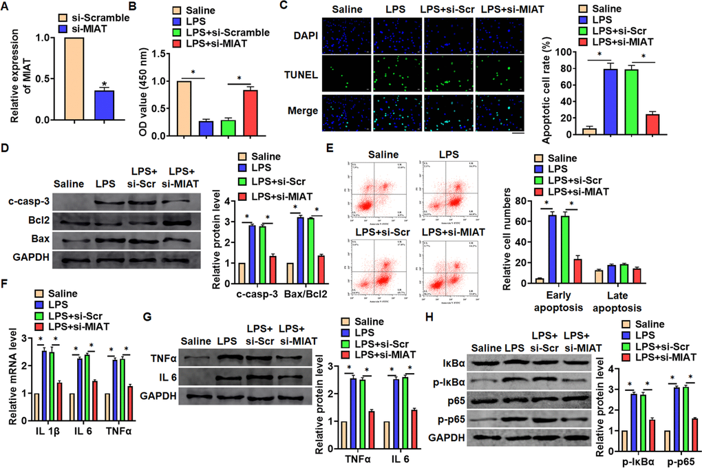 Knockdown of MIAT attenuated LPS-induced inflammation and injury in cells. siRNA of MIAT was transfected into TC-1 cells with LPS treatment (100 ng/mL). (A) The silencing efficiency of si-MIAT was detected by qRT-PCR. (B) MTT assay for cell viability of TC-1 cells. (C) Apoptosis cell numbers were tested by TUNLE staining. Scale bar, 100 μm. (D) Western blot for apoptosis related proteins (cleaved-caspase-3, Bax, Bcl2) in TC-1 cells. (E) Flow cytometry assay used to detect early and late apoptosis cell numbers. (F) qRT-PCR analysis for IL 1β, IL 6 and TNFα expression. (G) Western blot for TNFα and IL 6 expression. (H) Western blot for NF-κB signaling gene IκBα and p65. Data are mean ± SD; *P 